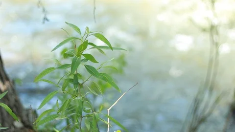 River Rack Focus Stock Footage 90974843
