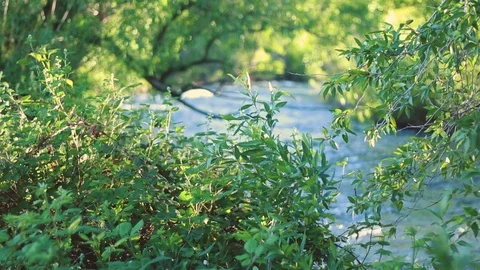River Rack Focus Stock Footage 90994776