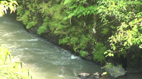 River in the rain forest in Bali Stock Footage 41379608