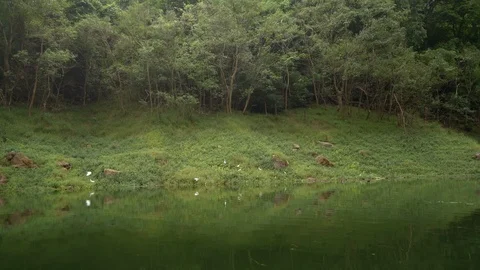 River in rain forest Stock Footage 94756144