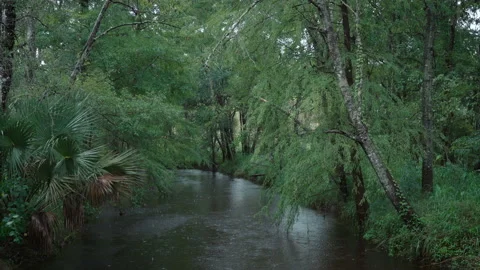 River rain forest Stock Footage 187716614