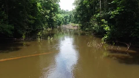 River in rainforest amazon Stock Footage 313159789