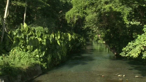 River in Rainforest Video stock 475513