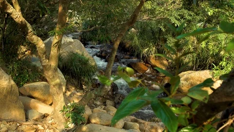River on rainforest landscape. Rapid water stream in rocky creek in tropical Stock Footage 90895997