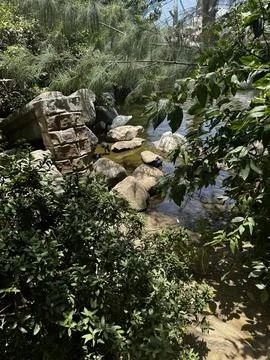 River in the rainforest Stock Photos