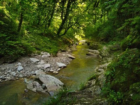 River in the rainforest Stock Photos