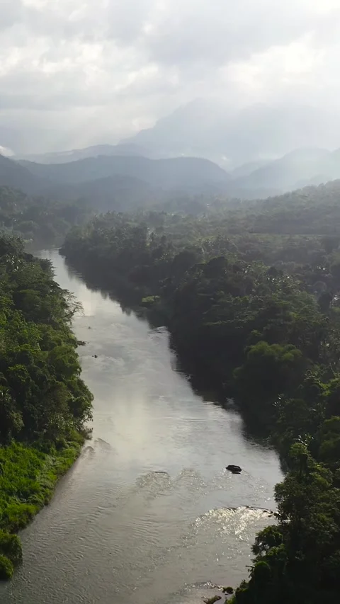 A river in a rainforest. Sri Lanka. Stock Footage 252482390