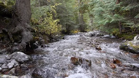 River rapids 2 by dwking Video stock 81409689