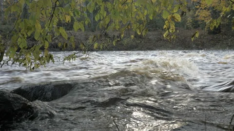 River with rapids in the autumn forest Video stock 97892496