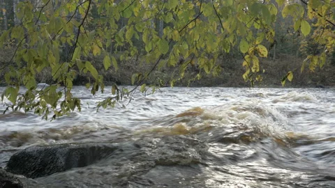 River with rapids in the autumn forest Stock Footage 97895013