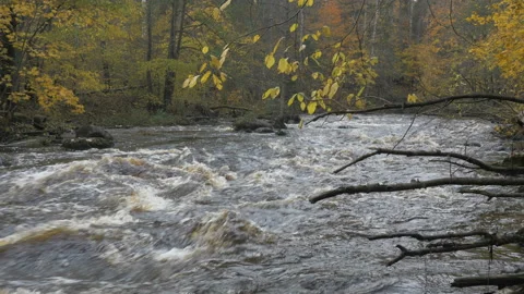 River with rapids in the autumn forest Stock Footage 97897468