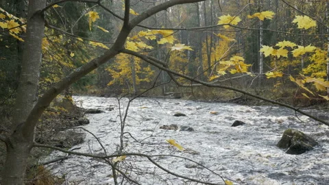 River with rapids in the autumn forest Stock Footage 97900390