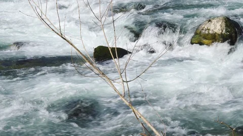 River rapids, branch close up shot. Stock Footage 127961739