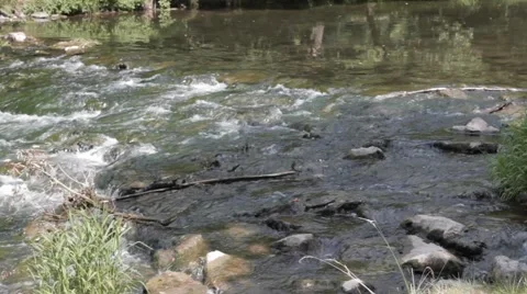River Rapids Felda Thüringen Thuringia Germany Video stock 41040875