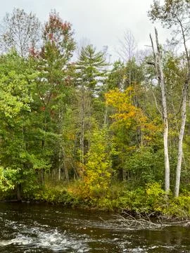 River rapids in the forest on a cloudy fall day Stock Photos