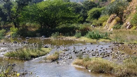 River with rapids in the forest Stock-Footage 110835734