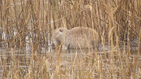 River rat (nutria) cleans its fur in the pond 4K - Italian nature Video stock 151198632