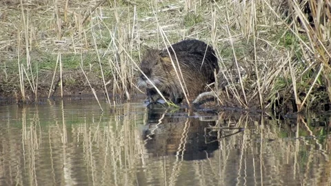 River rat (nutria) cleans its fur in the pond 2 4K - Italian nature Video stock 151200389