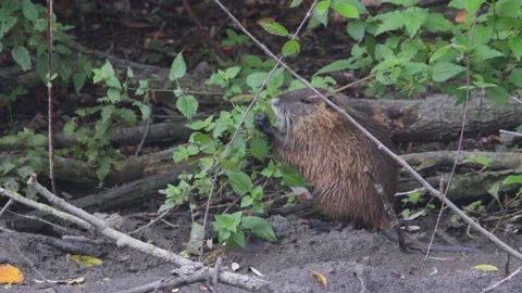 River rat (nutria) eats on the shores of the lake 4K- Italian natur Video stock 164482479