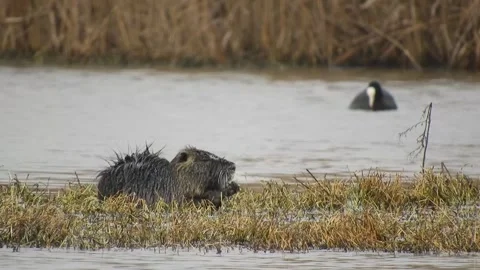 River rat (Nutria) feeds in the lake waters 4K Video stock 248908533