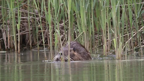 River rat Nutria feeds on marsh reeds in the water- Italian Nature Stock Footage