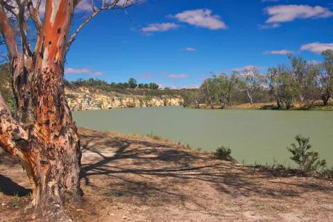 River red gum Stock Photos