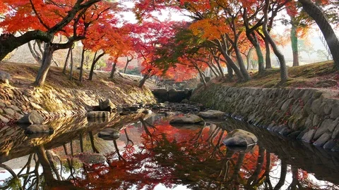 River with red maple tree background Stock Footage 101056387