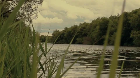 River reed ( Cinema  ) Video stock 64062351