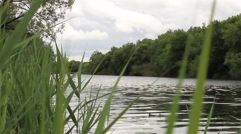 River reed ( Original ) Video stock 64062246