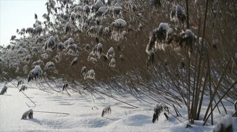 River with reed in winter Stock Footage 59533466