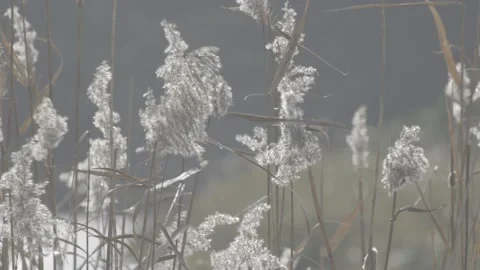 River Reeds 2 Stock Footage 167748044