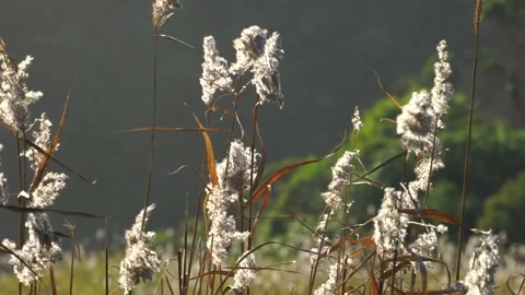 River Reeds 4 Stock Footage 167748057
