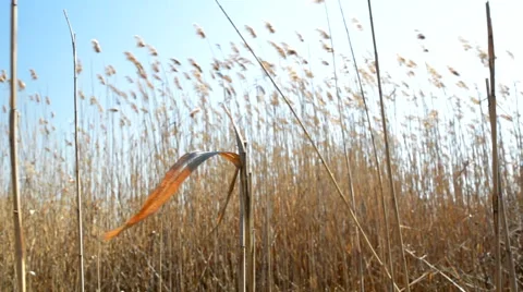 River reeds 動画素材 49194998