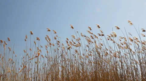 River reeds 動画素材 49195020