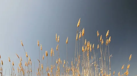 River reeds 動画素材 49195048