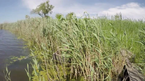 River reeds waving in the wind. 库存影片 50945802