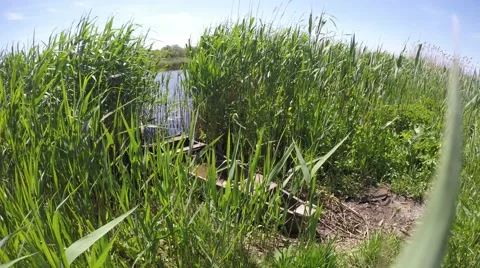 River reeds waving in the wind. 库存影片 50945805