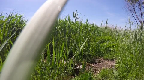 River reeds waving in the wind. Video stock 50945808