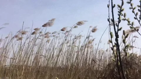 River with reeds in the wind 스톡 동영상 152519334