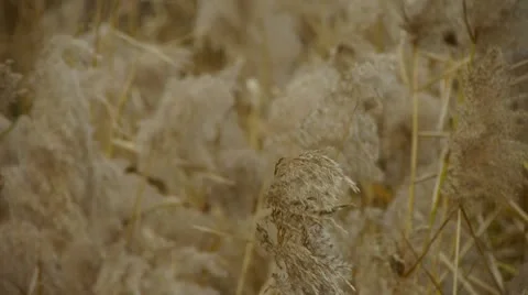 River reeds in wind,shaking wilderness. 스톡 동영상 8989528