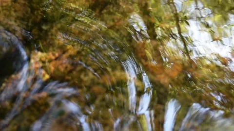 River reflecting forest Stock Footage 154812305