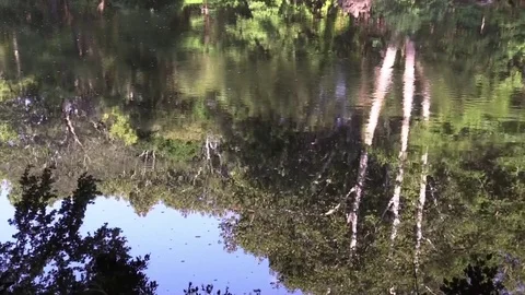 River reflecting forest ripples in water made by a fish Stock Footage 80278709