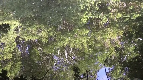 River reflecting forest ripples in water sunny day Stock Footage 80278741