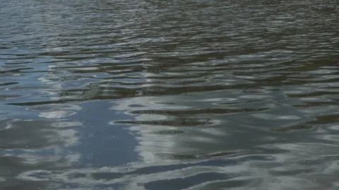 River Reflecting Trees and Sky – Calm Water Surface Close-Up Stock Footage 308398439