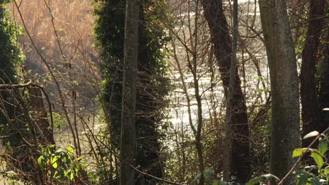 River reflections in the trees - 4k - ProRes Stock Footage 147667478