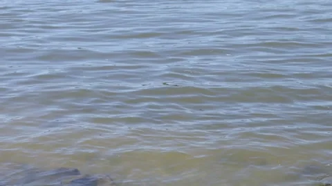 River Rhine during day time, close up of little waves Stock Footage 142160155