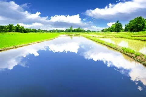 River in rice meadow Stock Photos