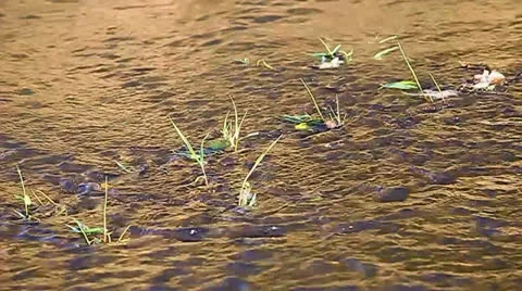 River Riffle Background Stock-Footage 26081102