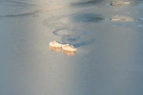 River with rippling surface and floating ice, set against a blurred backdrop  Stock Photos