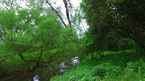 River in a riverside forest near the danube river in enns, upper austria 库存影片 129588375